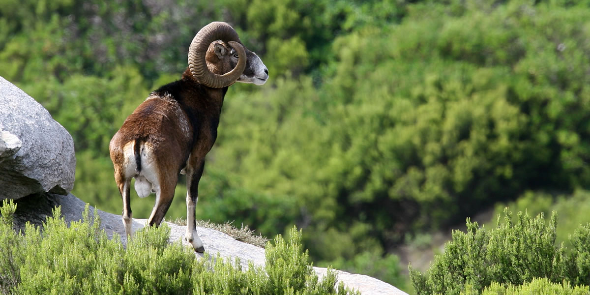 Von Porto Pino bis zum Is Cannoneris Park Hotel Cala Dei Pini